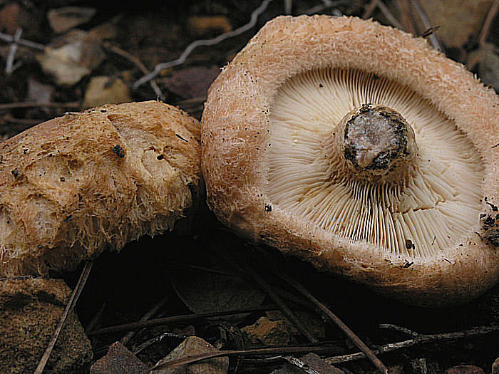 Sotto cisto: Lactarius cistophilus e Lactarius tesquorum